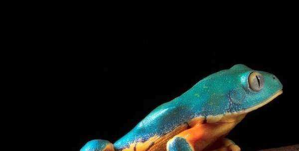 什么是冷血動物,冷血動物的血是什么顏色圖4