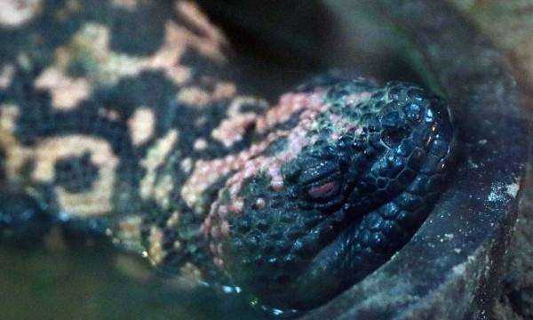 什么是冷血動物,冷血動物的血是什么顏色圖5