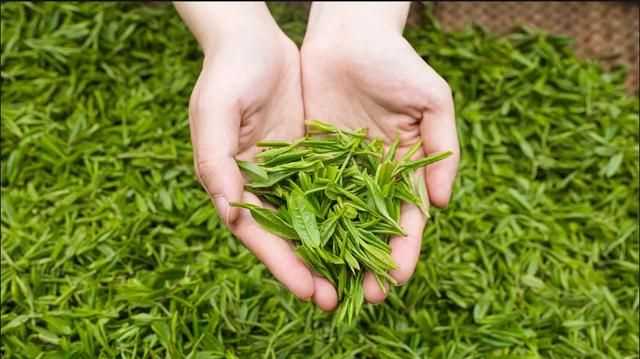 秋茶是什么意思，秋茶什么意思？圖3