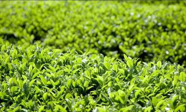 秋茶是什么意思，秋茶什么意思？圖4