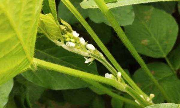 黃豆的生長(zhǎng)過(guò)程,黃豆的生長(zhǎng)過(guò)程是什么樣子的圖5