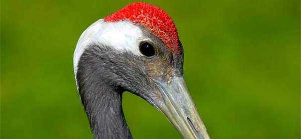 鶴頂紅是什么做的,古代真的有鶴頂紅嗎圖15