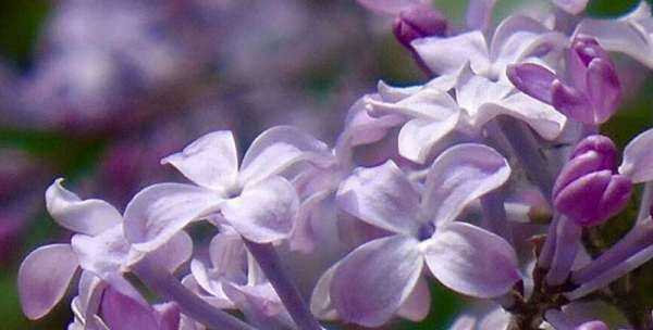 丁香花什么顏色,丁香花是什么顏色圖1