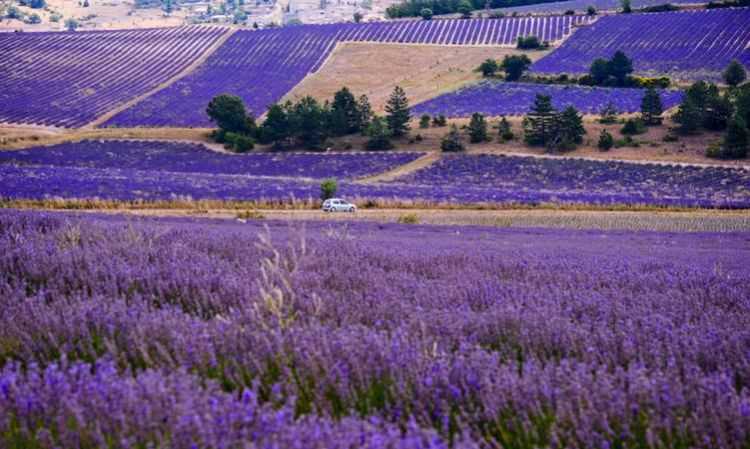 普羅旺斯是哪個國家的