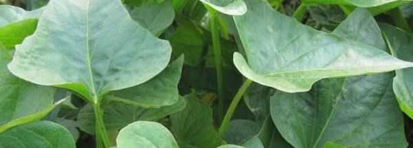 污水處理藥劑,污水處理常用4種藥劑圖1