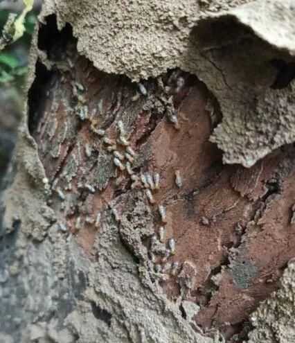 白蟻是一種螞蟻它是一種危害我們的動物這句話是對的還是錯的