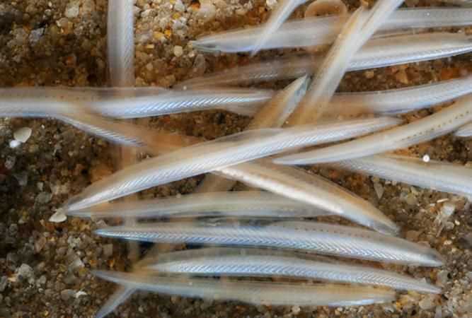 三個(gè)中國(guó)珍稀動(dòng)物的名稱