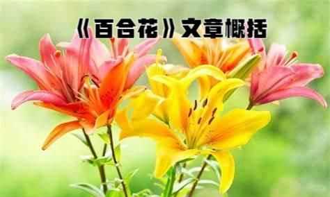 百合花介紹
