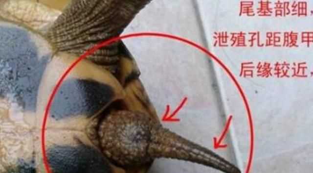 巴西龜怎么分公母，巴西龜怎么分公母？圖1