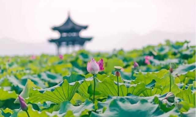 曉出凈慈寺送林子方古詩的意思，曉出凈慈寺送林子方古詩最簡單易懂的意思是什么？圖2