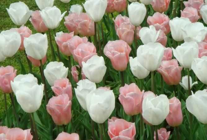 百合花，仙人掌，郁金香，櫻花分別是哪個國家的國花