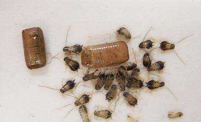 蟑螂害怕酒精,蟑螂怕酒精嗎圖2