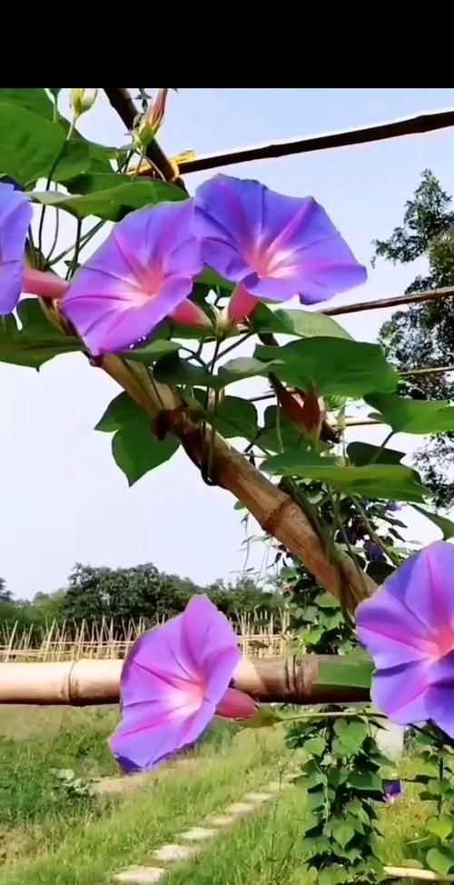 牽?；ǖ幕ㄕZ(yǔ)有哪些