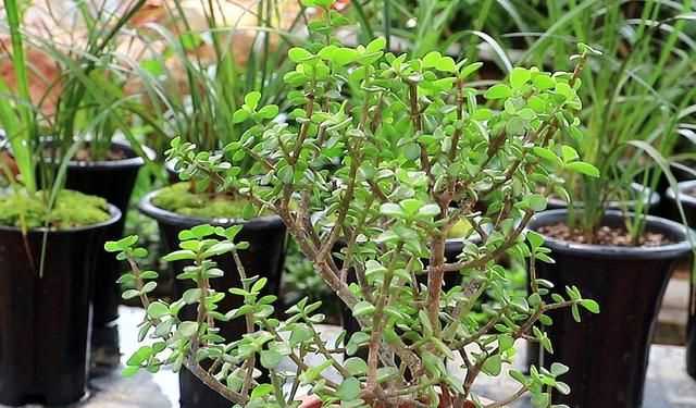 金枝玉葉花的養(yǎng)殖方法和注意事項(xiàng)，金枝玉葉養(yǎng)殖方法與注意事項(xiàng)？圖7