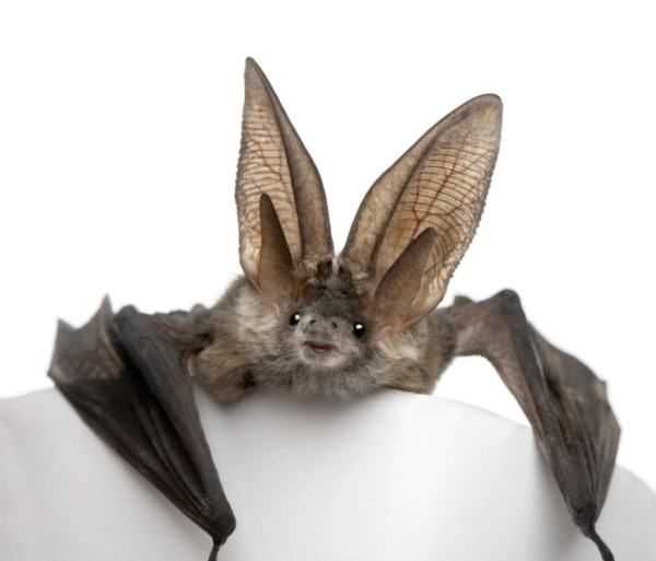 蝙蝠長什么樣,蝙蝠長什么樣圖1