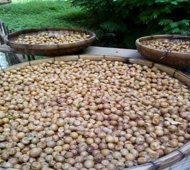 黃皮怎么保鮮，石黃皮怎么保存？圖5