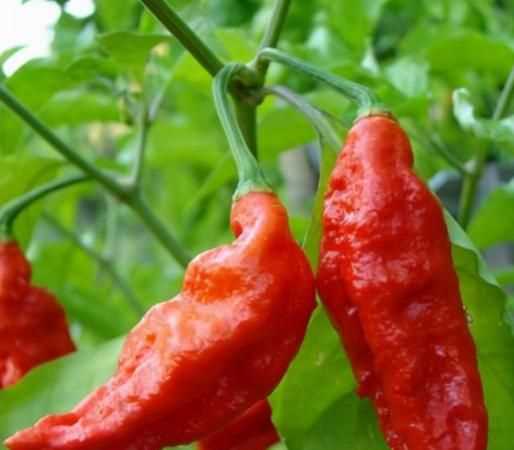 被辣椒弄得手火辣辣的疼該怎么辦