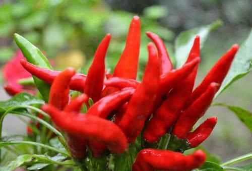 被線椒辣了怎么辦,被辣椒弄得手火辣辣的疼該怎么辦