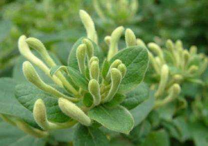 金銀花的用途,金銀花有什么用處和作用圖4