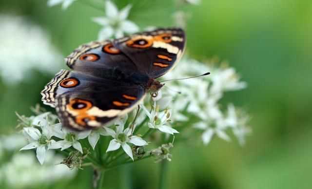 民族紋樣中蝴蝶的寓意是什么