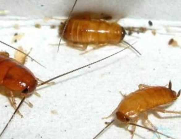 冰箱能凍死蟑螂今天打開冰箱的冷凍室嗎