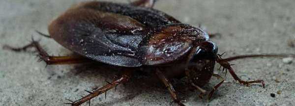 蟑螂在冰箱里會凍死,冰箱冷藏室蟑螂能生存嗎圖4