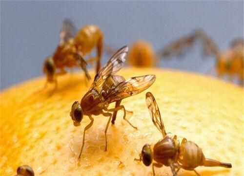 果蠅的危害，果蠅是否屬于生物性危害性異物？圖4