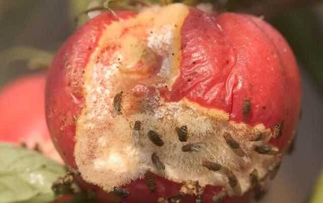 果蠅的危害，果蠅是否屬于生物性危害性異物？圖6