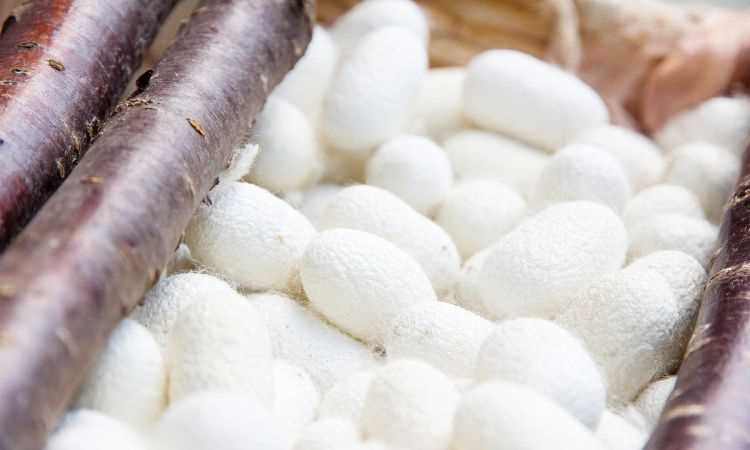 煮蠶繭要加什么東西嗎?