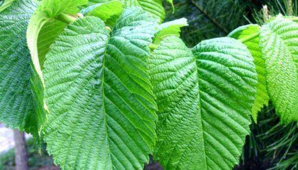 桑樹葉怎樣處理泡水喝,“山參熱補(bǔ)桑樹葉清補(bǔ)”怎樣正確食用桑葉圖8