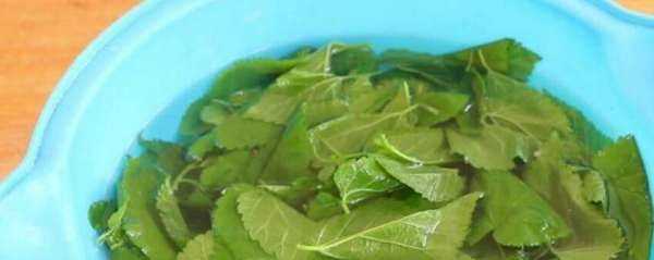 桑樹葉怎樣處理泡水喝,“山參熱補(bǔ)桑樹葉清補(bǔ)”怎樣正確食用桑葉圖9