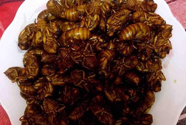 知了猴怎么炸才好吃,知了猴怎么做才好吃圖12