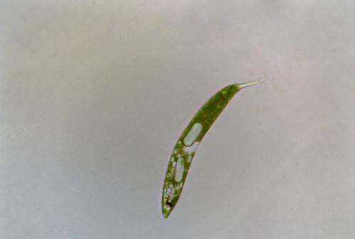 眼蟲是植物還是動物,眼蟲是動物還是植物圖2