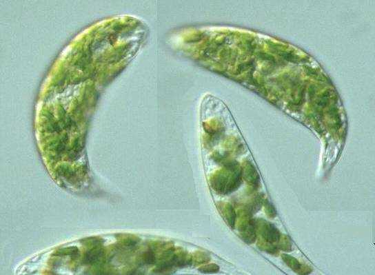 眼蟲是植物還是動物