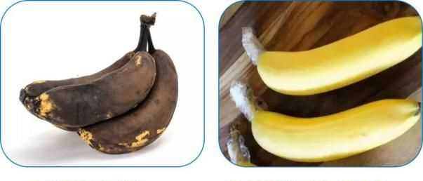 香蕉可以放在冰箱里保鮮嗎?為什么?