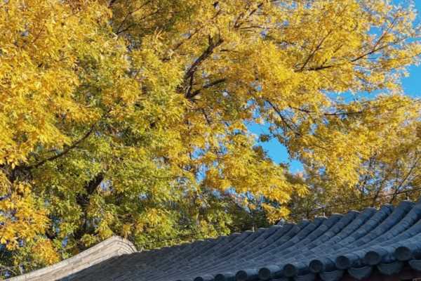 幾月份算秋天,秋天是幾月到幾月 幾月是秋天呢圖2