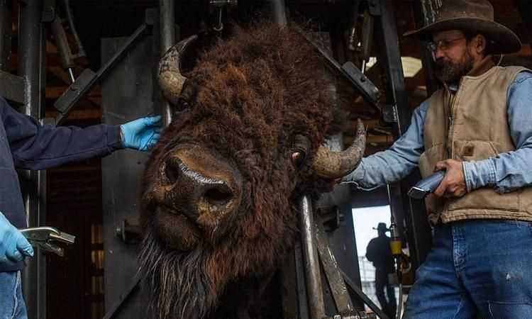 美國(guó)的國(guó)寶是什么（動(dòng)物）