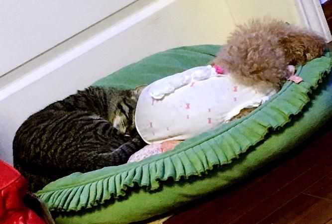 什么地睡覺(jué)填詞語(yǔ)一年級(jí)