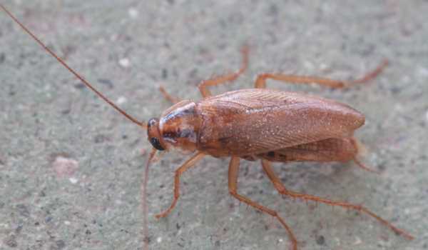 蟑螂怕洗衣粉,屋里全撒洗衣粉能除蟑螂嗎圖3