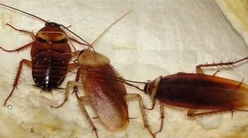 家里蟑螂怎么消滅最徹底方法