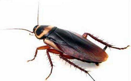 蟑螂飛來(lái)飛去什么原因,為什么有的蟑螂會(huì)飛有的不會(huì)飛圖2