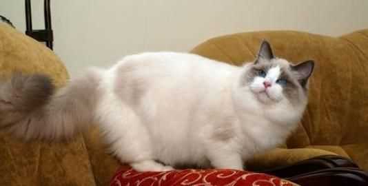 半米有多長，誰知道煮出3碗米飯需要多少大米?多少水？圖3