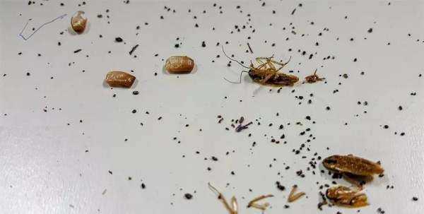 怎么去蟑螂讓它不留下卵,怎樣消滅蟑螂最有效的方法圖1