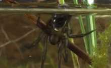 為什么蜘蛛在有水的瓶子里一會就死了呢