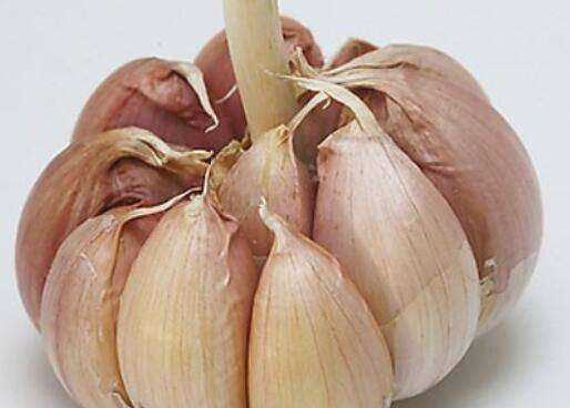 新蒜如何變成老蒜,新蒜頭怎么曬成老蒜圖5