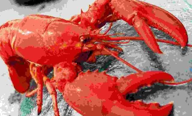 龍蝦過夜能不能吃，蒜蓉小龍蝦隔夜還能吃嗎？圖7