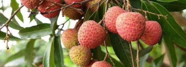 荔枝沒有冰箱如何保鮮,荔枝沒有冰箱怎么保鮮圖2