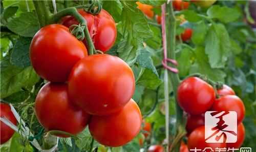 西紅柿凍冰箱里還能吃,西紅柿在冰箱凍了以后還能不能吃了圖2