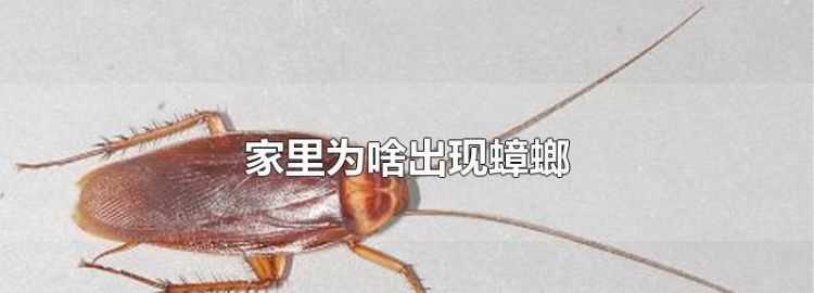 家里有蟑螂怎樣能徹底消滅掉