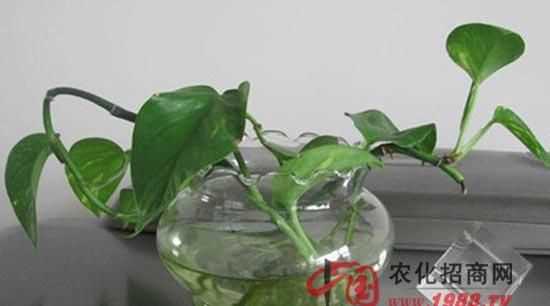 綠蘿澆醬油水能更旺盛是真的嗎